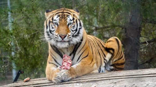 Rescued Tiger Aqua Settles into New Home at Noah’s Ark Zoo Farm (By Rosie, 13)