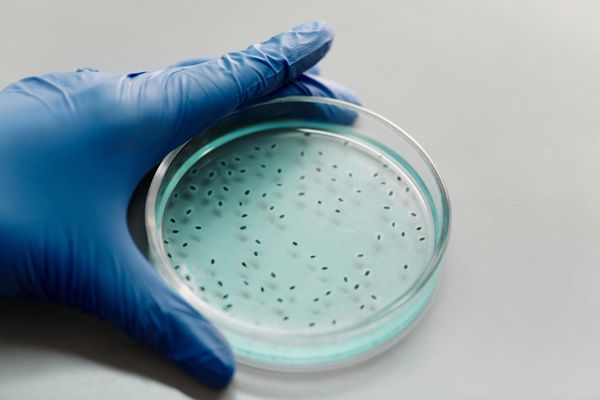 New Technique Could Speed Up Search for Virus-Based Alternatives to Antibiotics