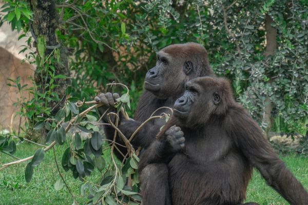 Top 5 Moments from 100 Years of Sir David Attenborough (By Rosie, 13)