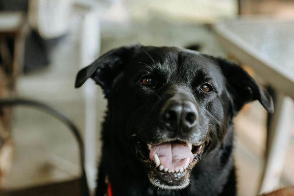Dog Rescued After Falling 20ft Underground in North York Moors