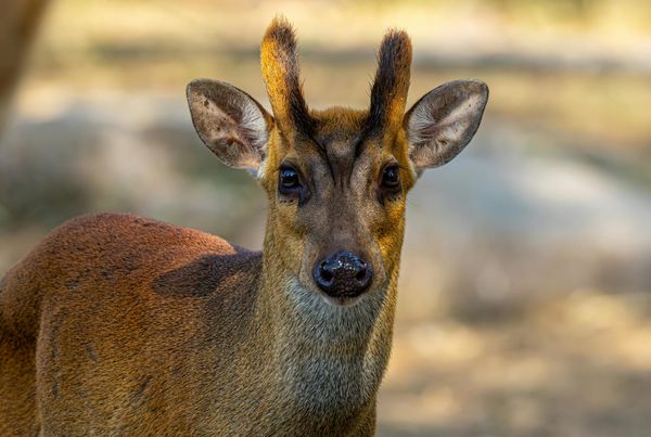 Deer Rescued After Getting Trapped in Norwich Marks & Spencer Escalator
