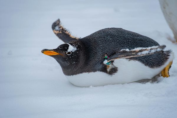 Penguin Chicks Beat The Odds After Tough Antarctic Season