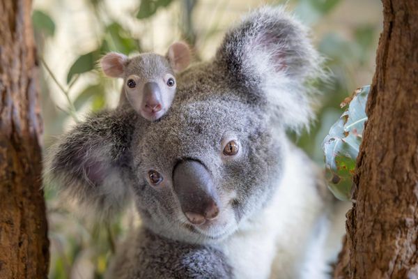 Australia Zoo Welcomes First Koala Joey of the Season as Queenie’s Baby Emerges