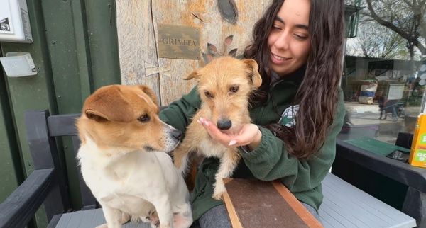 Disabled Rescue Dogs at Romanian Shelter Find Comfort in Shakespeare Readings