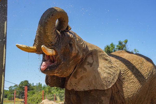 Ice Lollies, Mud Baths and Pool Parties: Zoo Animals Keep Cool in UK Heatwave