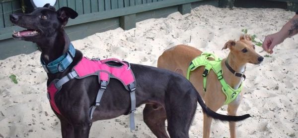 Best Friends Forever: Rescue Greyhounds Search for a Home Together After Heartwarming Battersea Bond
