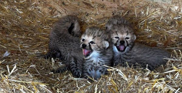 Seven Endangered Cheetah Cubs Born at Whipsnade Zoo