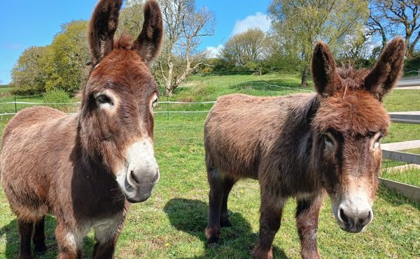 Devon Smallholders Remove Deadly Plant to Welcome Rehomed Donkeys