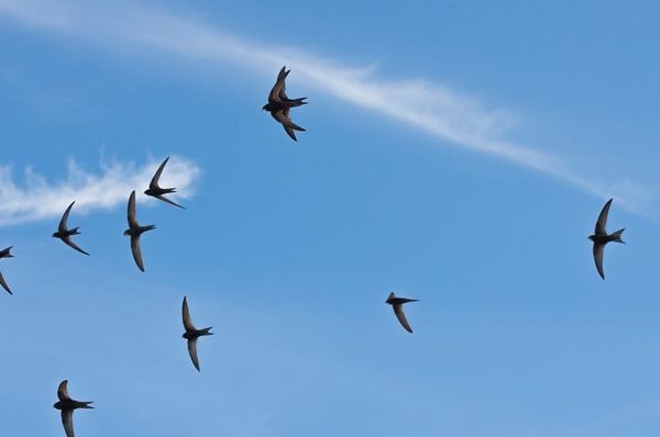 New Research Shows Swifts Would Rather Keep Their Home Than Their Partner