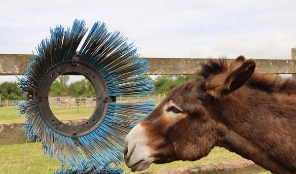 Old Street Sweeper Brushes Find New Life as Donkey Back Scratchers in Devon
