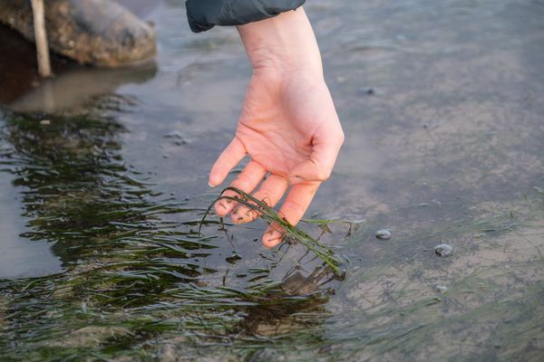 Thousands of Seagrass Shoots Planted in Major Thames Restoration Project