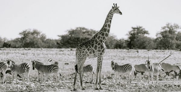 How eDNA Could Help Protect Africa's Endangered Wildlife (By Ethan,18)
