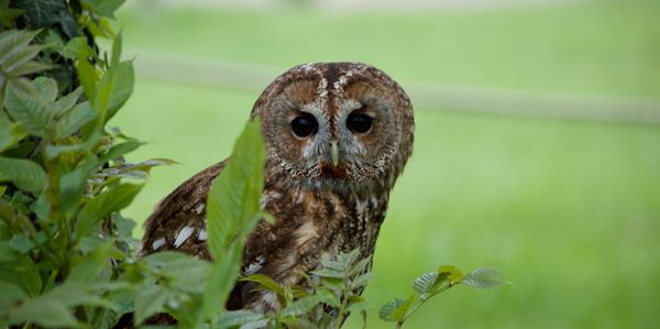 Yorkshire Dales Artist Turns Studio into Wildlife Rescue Haven for Hedgehogs, Owls and Injured Birds