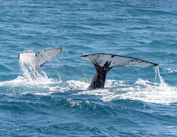 More Whales Returning to Vancouver Waters Thanks to Conservation Success