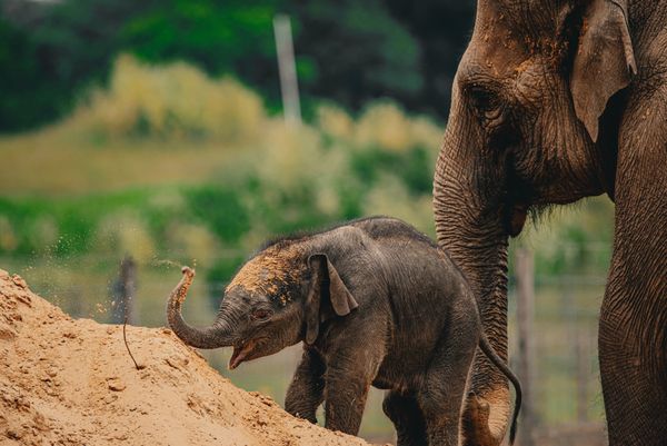 Whipsnade Zoo Elephant Calf Learns Heatwave Cooling Tricks