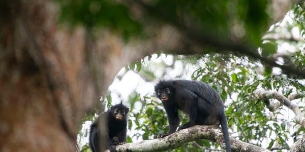 New Monkey Species Discovered in Congo Rainforest