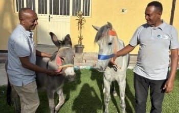 Unlikely Friendship Between Horse and Donkey Melts Hearts in Ethiopia