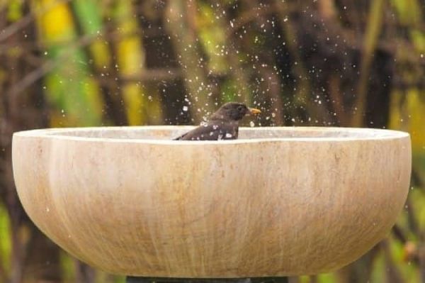 Simple Ways to Help Garden Birds Thrive During the Summer Sunshine