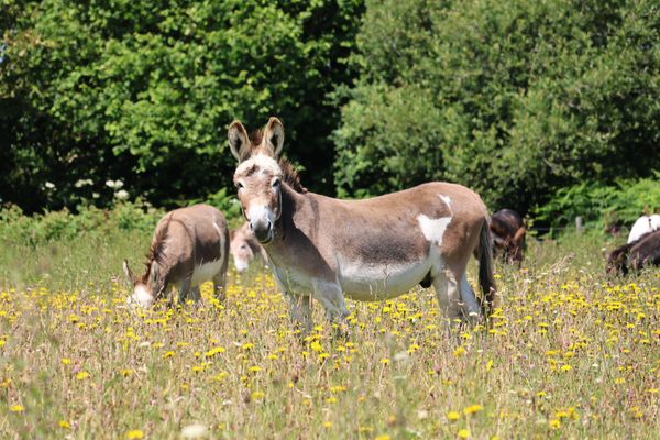 Rare Orchid Found as Devon Sanctuary Celebrates Wildflower Success