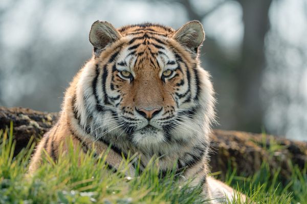 Rare Amur Tiger Ginger Biscuit Arrives at Woburn Safari Park