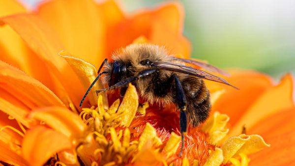 New Bee Project to Inspire Thousands of Children and Boost Local Wildlife