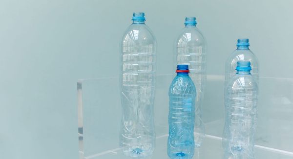 Plastic Bottles on Fishing Nets Cut Dolphin Bycatch by 88%, Study Finds