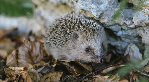 Simple Ways to Help Hedgehogs and Garden Wildlife During the Hot Weather