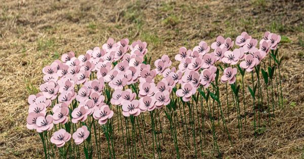 Pink poppy display returns to Cardiff Castle to honour loved ones