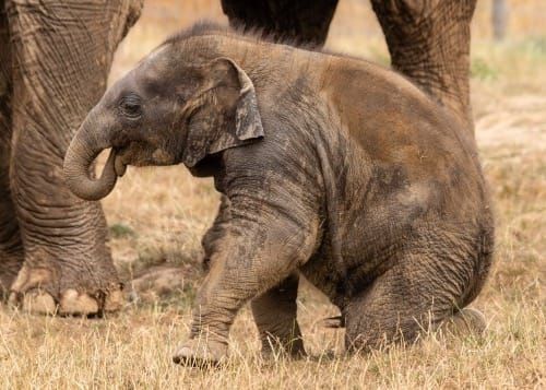 Whipsnade Zoo Reveals Name of Much-Loved Elephant Calf
