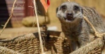 Meerkats get front-row seats for Bristol Balloon Fiesta