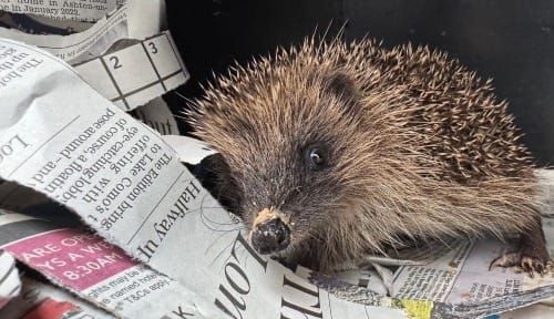 Cornwall’s hedgehog heroes help record numbers return to the wild