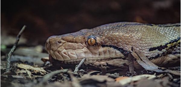 Giant Python Jodie Beats Cancer After World-First Treatment