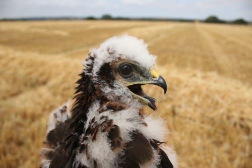 Britain’s rarest breeding bird has another six reasons to celebrate