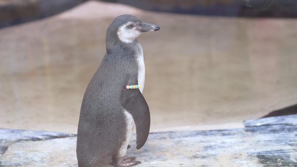 Meet Mildred! Adorable Penguin Chick Named by Great Ormond Street Children
