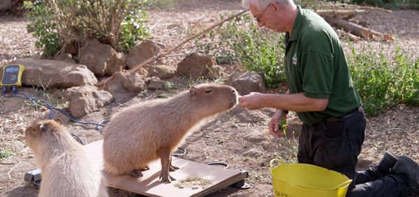 Who’s been eating their greens? London Zoo animals get their annual weigh-in