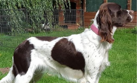 Two French dog breeds are officially joining Britain’s pedigree family
