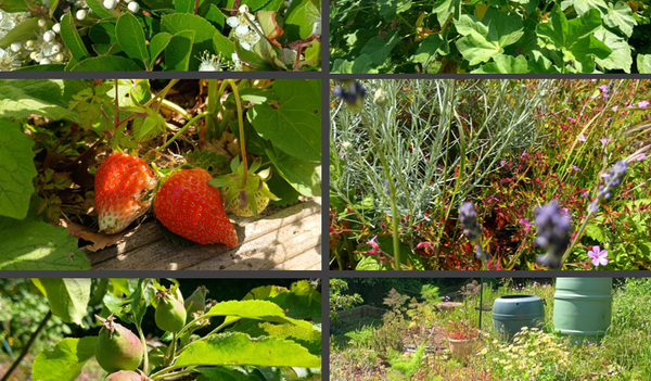 Our Changing Garden: Clevedon School pupils bring a garden back to life (By Sofia Year 7 and Meg Year 8)