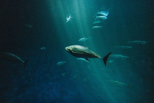 Atlantic bluefin tuna return to northeast England after 60 years