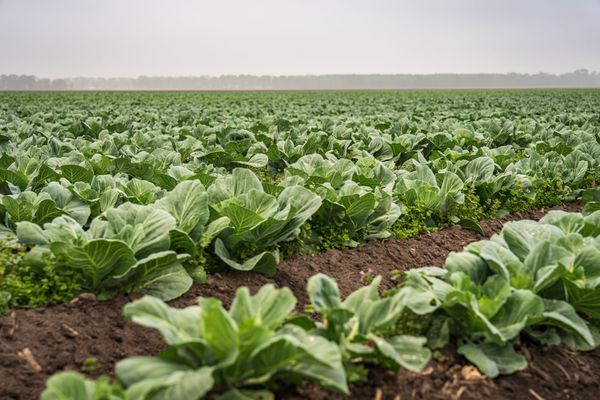 New technology could help farmers spot crop pests sooner