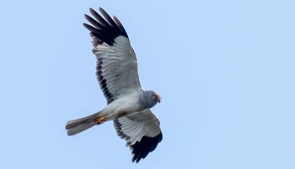 Cautious optimism as record year for Hen Harrier chicks at RSPB Geltsdale