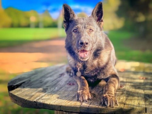 Hero police dogs honoured for bravery, crimefighting and extraordinary service