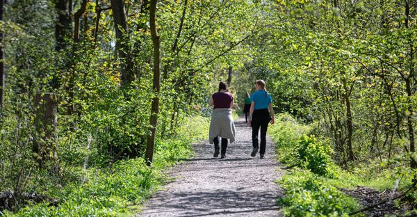 Hem Heath Woods gets a new lease of life for people and wildlife