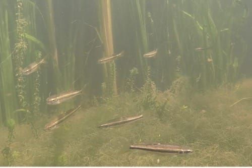 Stickleback fish change behaviour to find food in cloudy water, study finds