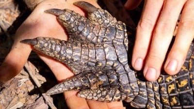 Meet Prince William, Australia Zoo’s 300th Tagged Crocodile