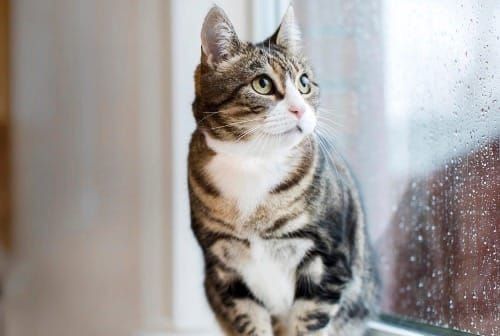 Going on holiday? Your cat won’t forget you, say experts