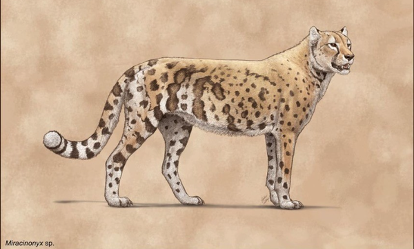 The ‘American cheetah’ wasn’t a cheetah — and it had a surprising diet