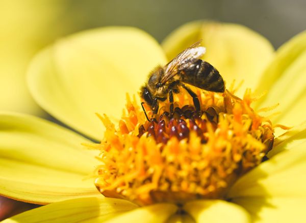 Some Flowers Have a Clever Way of Sending Pollen to Bees