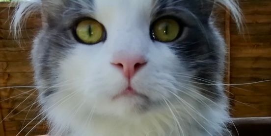 Meet Jeff, The Miracle Cat (by Oliver, 13)