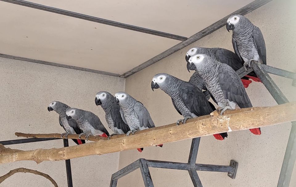Conservation Breeding Success as Rescued Endangered Parrots Hatch at Bristol Zoo Project
