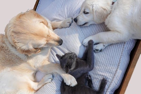 Why Do Cats Live Longer Than Dogs? Their Brains Might Be the Answer